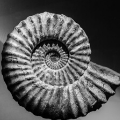Ammonite close-up